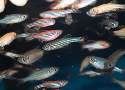 شناسایی 221 گونه ماهی زیرزمینی در دنیا