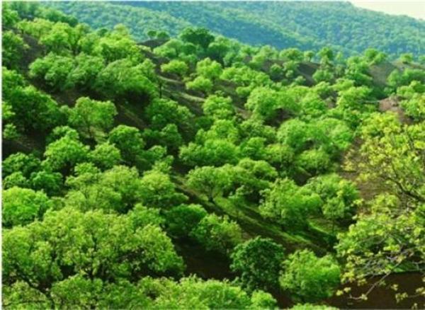 افزایش جنگل های همدان به 700 هکتار