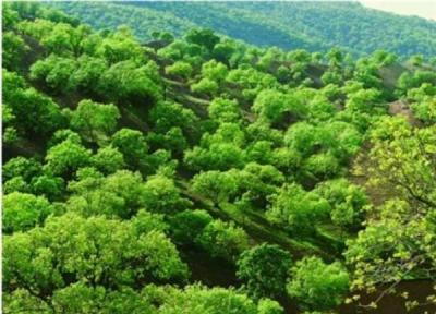 افزایش جنگل های همدان به 700 هکتار