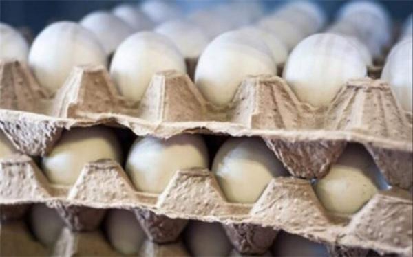 مصوبه مربوط به واردات تخم مرغ نطفه دار گوشتی ابلاغ شد