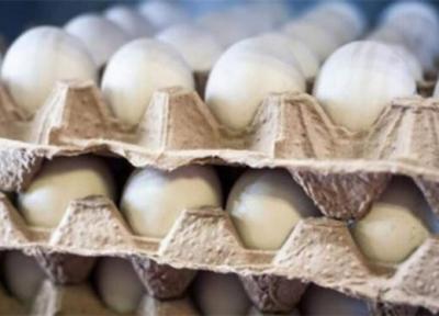 مصوبه مربوط به واردات تخم مرغ نطفه دار گوشتی ابلاغ شد