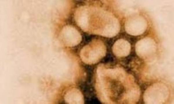 پیش بینى آیندهى ویروس آنفولانزا