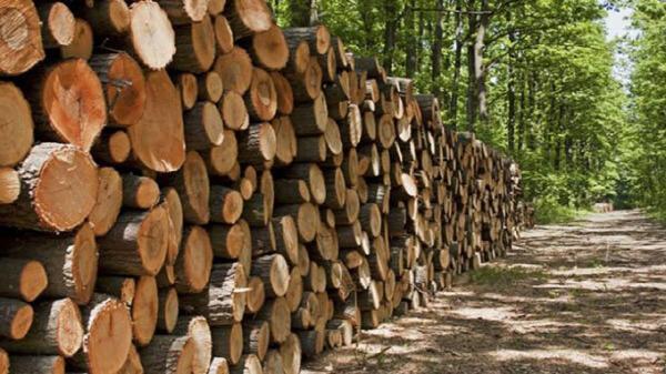 شناسایی 161 هزار هکتار عرصه مستعد زراعت چوب در خوزستان