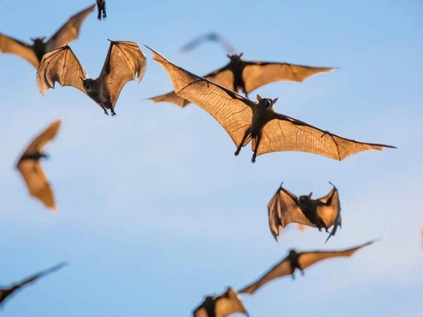 کشف رابطه باورنکردنی بین خوانندگان راک و خفاش ها!