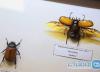 موزه ای پر از حشرات در تهران