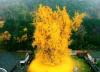 ببینید ، این درخت تنها بازمانده فاجعه بمباران اتمی هیروشیماست ، درخت طلایی که 1400 سال عمر دارد