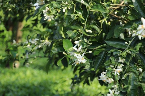عطر بهار نارنج در جشنواره ملی لنگرود عطر بهار نارنج در جشنواره ملی لنگرود