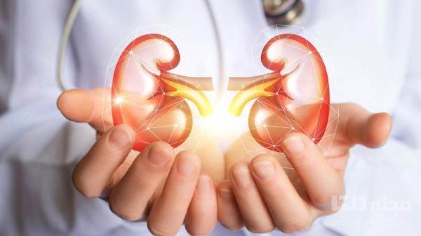 سلامت کلیه های خود را با 5 گیاه تضمین کنید سلامت کلیه های خود را با 5 گیاه تضمین کنید